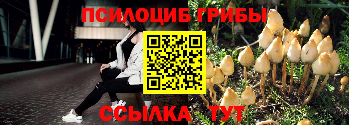 Галлюциногенные грибы Cubensis  Вход с VPN  Кизилюрт 